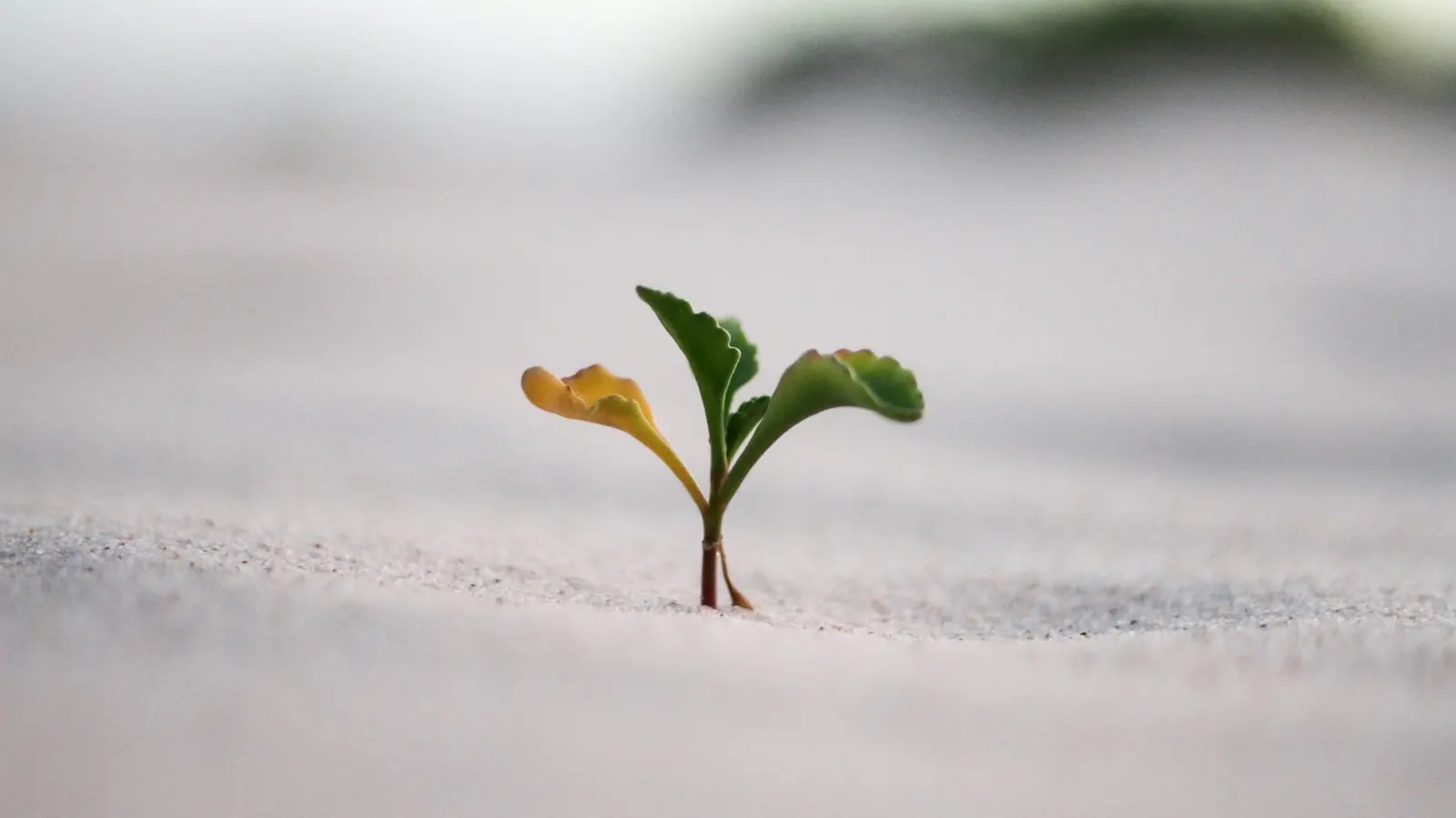 SEO grows like a plant: slow at first, then compounding. Photo by Jeremy Bishop on Unsplash